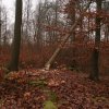 Reise zum Holz 2015